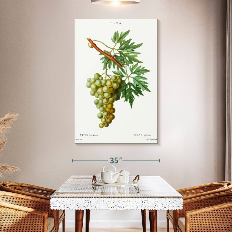 Vigne Yarlin - Vitis Laciniata, H 51 po x l 34 po