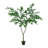 Polyscias Fruticosa Tree-112273774