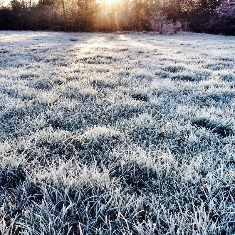 Frosty Morning by Thinglass - Wrapped Canvas Print, 30cm H x 30cm W