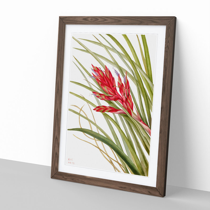 Quill Leaf Tillandsia by Mary Vaux Walcott - Framed Print, 65cm H x 48cm W x 2cm D, Walnut Framed