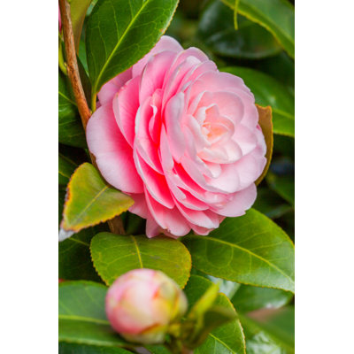 Audia Pink Camellia - Photographie sur toile tendue