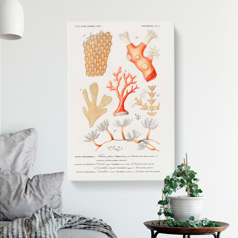Coral Illustrations PL. 5 by Charles D Orbigny - Wrapped Canvas, 60cm H x 40cm W x 3cm D