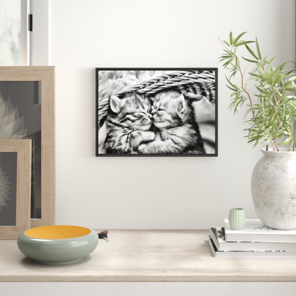 Gerahmtes Wandbild Baby Katze