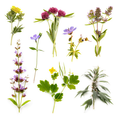 Set Of Herbs by SergeyChayko - Wrapped Canvas Print