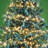 Kanyi 600 - Bulb 590'' Plug-in LED String Light