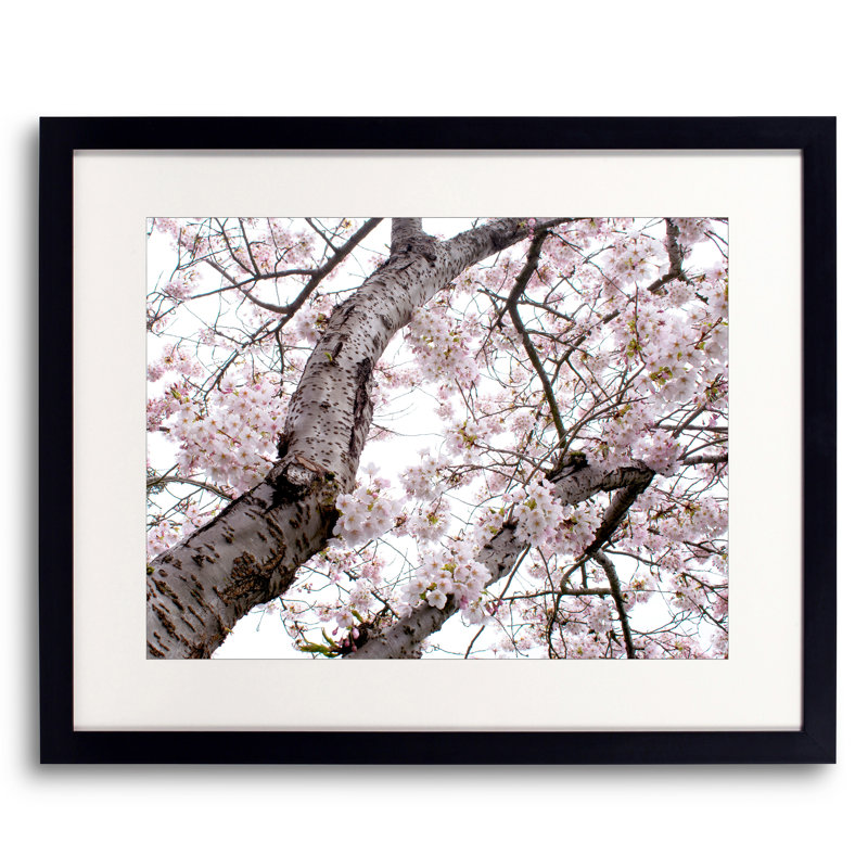 Cherry Blossom Burst Print by Catherine Johns, Black Framed Paper, 17.2" H x 21.2" W