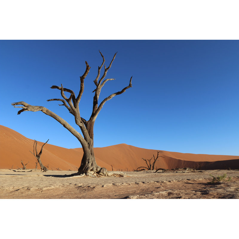 Dead trees 1 Piece Wrapped Canvas Wall Art, 81cm H x 122cm W