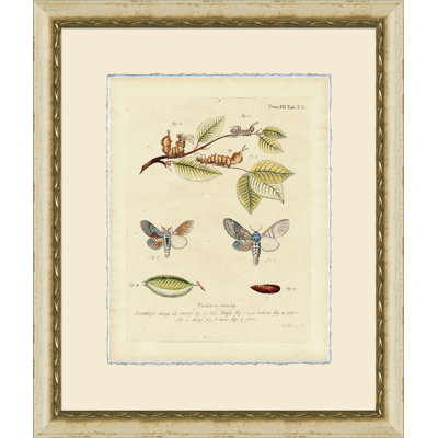 Small Moth Study V Print