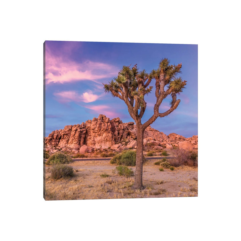 Joshua Tree Evening Scenery by Melanie Viola - Wrapped Canvas Print, 66.04 cm H x 66.04 cm W x 1.91 cm D