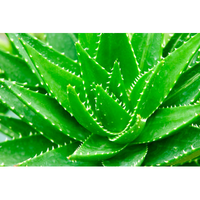 Aloes by Ithinksky