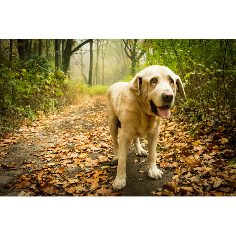Baileyrae Old Yellow Labrador - Photographie sur toile tendue, H 8 po x l 12 po