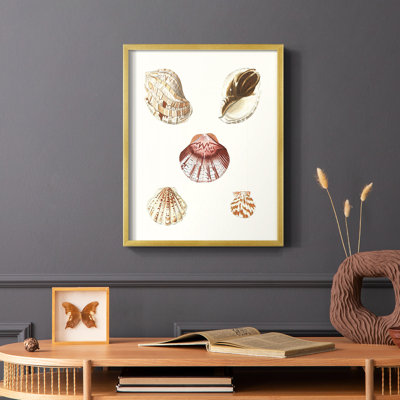Pastel Knorr Shells V Framed Print - Solid Wood
