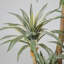 82" Artificial Succulent with a rope basket - perfect for indoor and outdoor modern décor