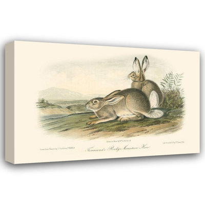 Rosalind Wheeler Audubon, John James Gallery Wrapped Canvas Art Titled: Rocky Mountain Hare