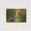 «Resting» par Gordon Semmens-797043641