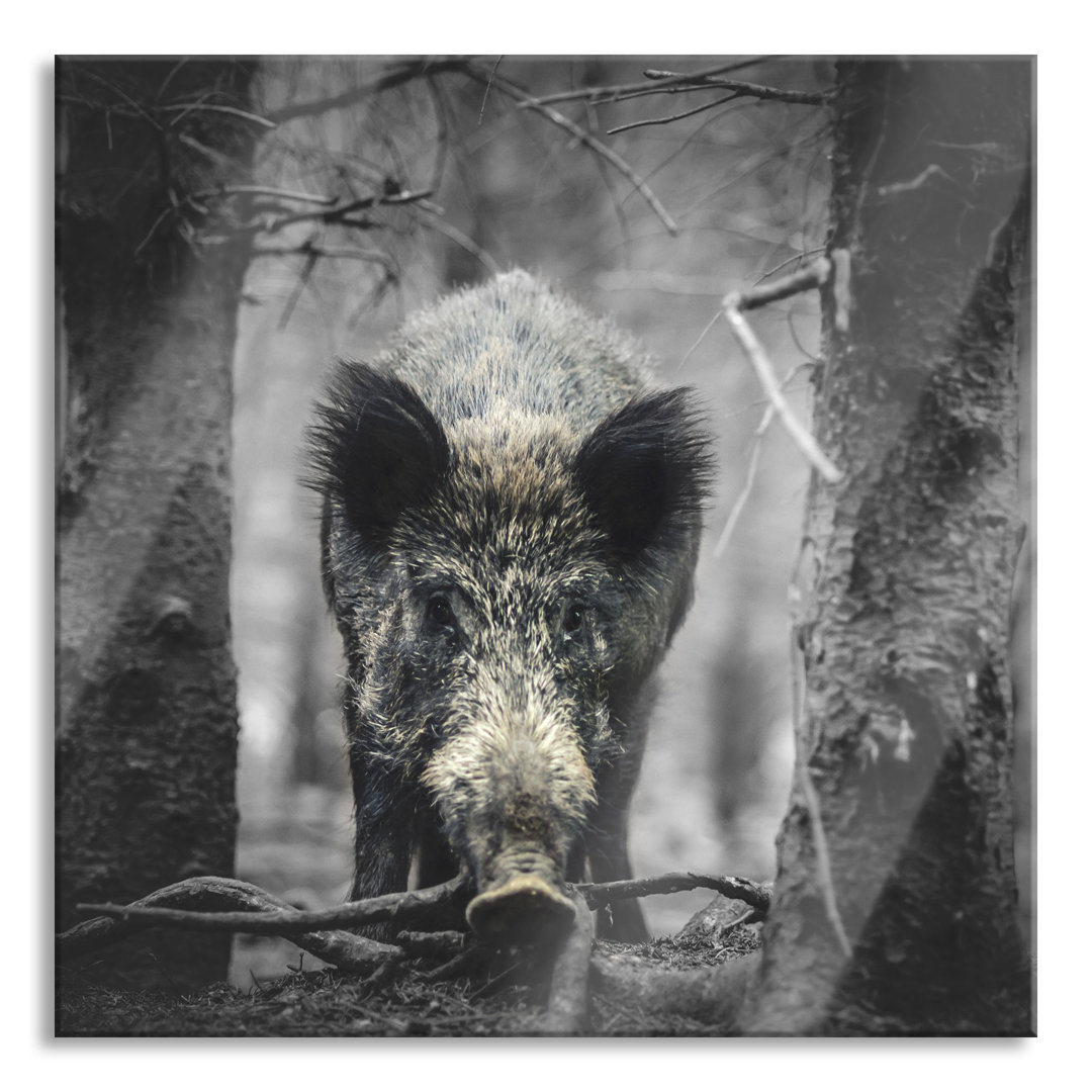 Glasbild Nahaufnahme Wildschwein im Wald