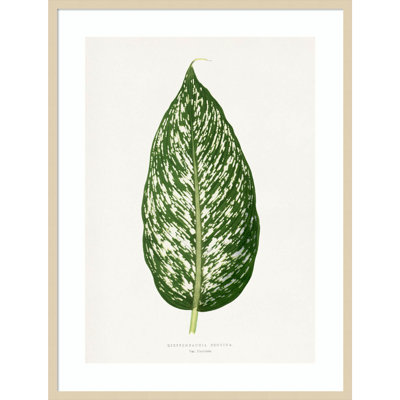 «Dieffenbachia Leaf Illustration» par Pictufy, reproduction d'art encadrée sur bois