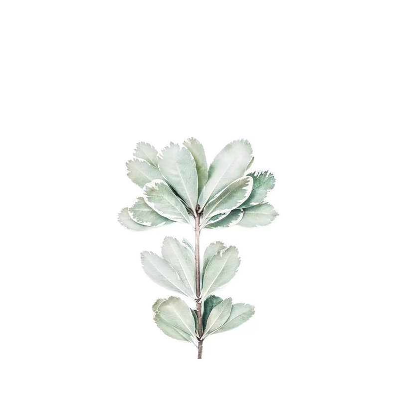 Botanical II by Sisi & Seb - Wrapped Canvas Gallery-Wrapped Canvas Giclée, 66.04cm H x 45.72cm W