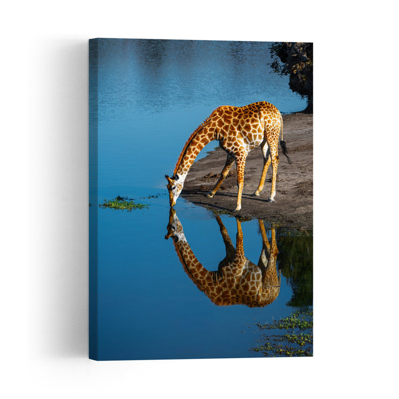 Drinking Giraffe Reflection Contemporary Wall Art Print, 60.96cm H x 40.64cm W