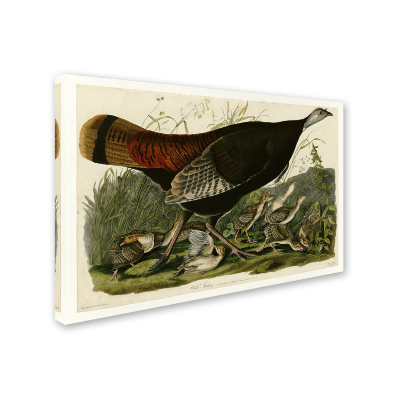 « wild turkeyplate 6 », reproduction sur toile tendue, H 30 po x l 47 po
