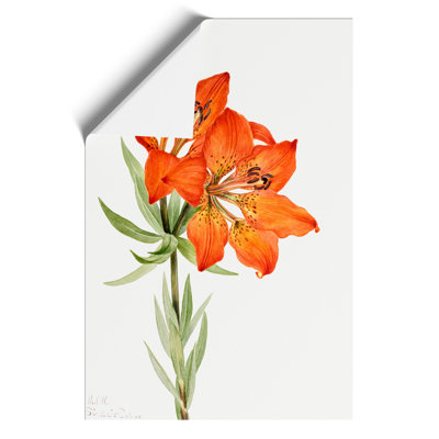 Red Lily by Mary Vaux Walcott - No Frame Painting