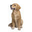 Statue golden retriever assis