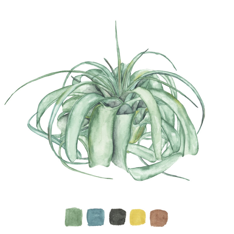 Air Plant Study I, H 12 po x l 12 po