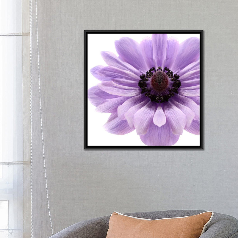 Impression sur toile pâle lilas anemone, H 18 po x l 18 po x P 1,5 po, Toile avec cadre noir, Pas de tapis