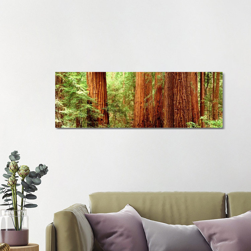 Redwoods Muir Woods CA USA - Wrapped Canvas Panoramic Print, 121.92 cm H x 40.64 cm W x 1.91 cm D