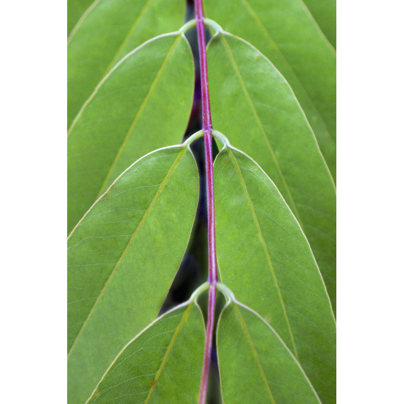Leaf Design II - Wrapped Canvas Art Prints, 46cm H x 30cm W x 3.8cm D
