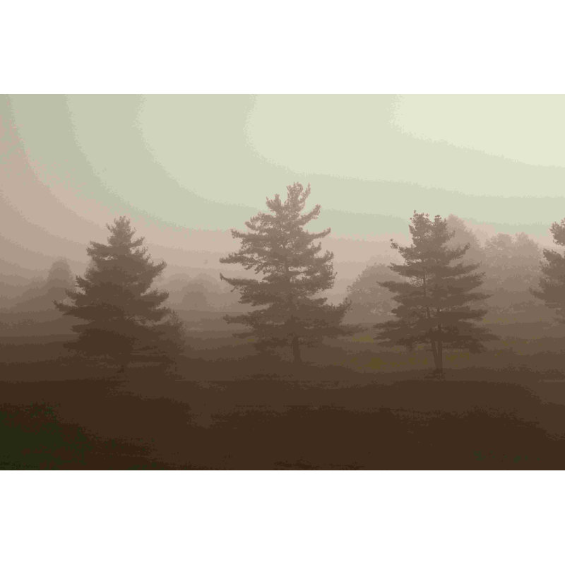 «Three Morning Trees», impression sur toile tendue, H 8 po x l 12 po