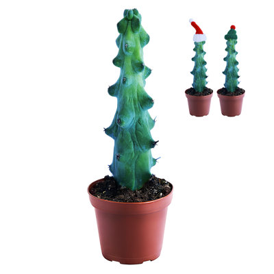 Myrtillocactus Geometrizans Catus, Boobie Cactus, Live Plants