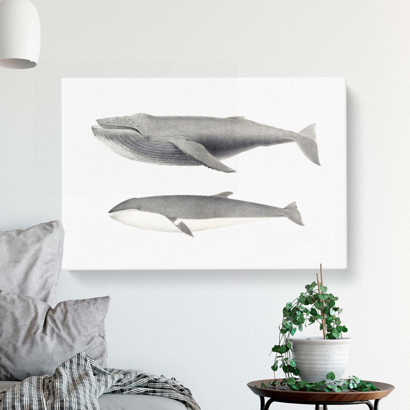 Humpback & Minke Whale by C.M. Scammon - Wrapped Canvas Painting, 40cm H x 60cm W x 3cm D