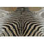 Modern Area Rug