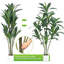 65cm Plant