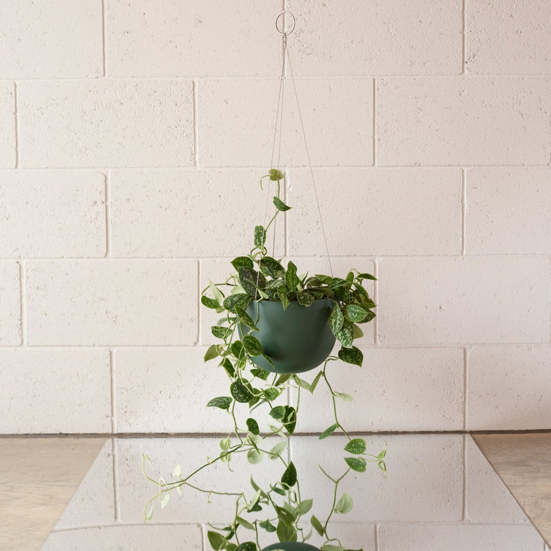 Stainless Steel Hanging Plant Pot, Matt Forest Green, 4.8" H x 6.9" W x 6.9" D