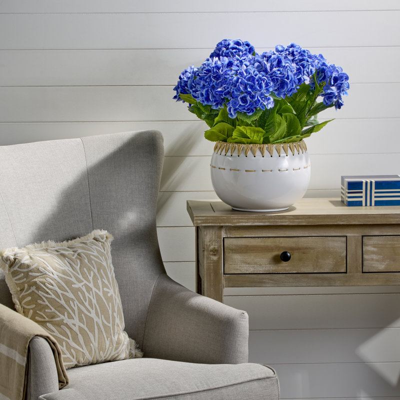 Hortensia de jardin 22 po, Hortensia de jardin bleu en pot