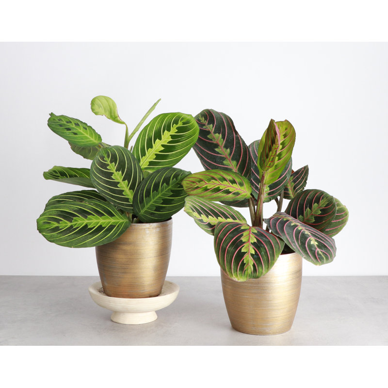 Live Prayer Plant Set in Classic Pots, Gold