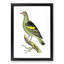Olive-Green Pigeon by George Shaw - Framed Print-55616411-55616412
