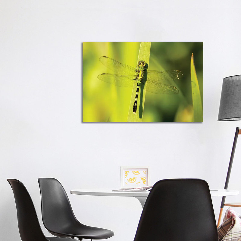USA, Louisiana, Lake Martin. Green Clearwing Dragonfly On Leaf. by Jaynes Gallery - Wrapped Canvas Print