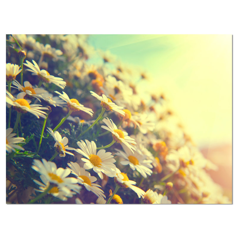 «Nature with Blooming Chamomiles», grande reproduction de photo florale sur toile tendue, H 8 po x l 12 po x P 1 po