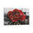 Blooming Red Rose by Rian Withaar - Wrapped Canvas Print-635490459