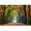 Majestic Autumn Leaf Trees par Relaxfoto.De