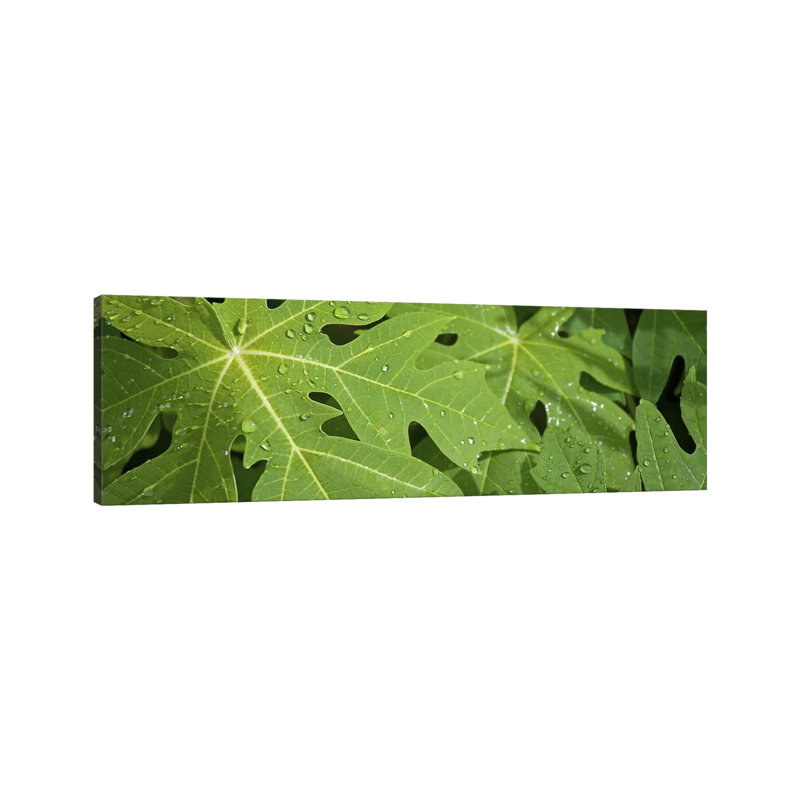 Raindrops on Papaya Tree Leaves, La Digue, Seychelles 1 Piece Wrapped Canvas Panoramic Wall Art, 182.88 cm H x 60.96 cm W