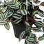 Artificial Plant in Pot