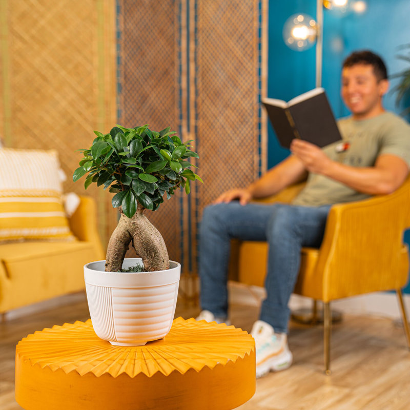 Bonsai Plant in Planter