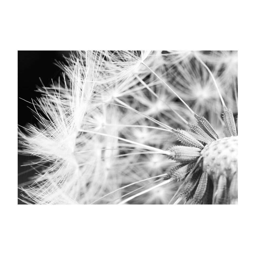 Glatte Fototapete Dandelion