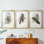 Gould Tropical Birds IV - reproduction encadrée sur mesure de qualité supérieure mate - 3 pièces-159977175