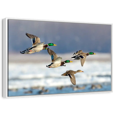 Flock Of Ducks