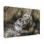 Fillmer 'White Tiger Headbutt' Photographic Print on Wrapped Canvas-30359271
